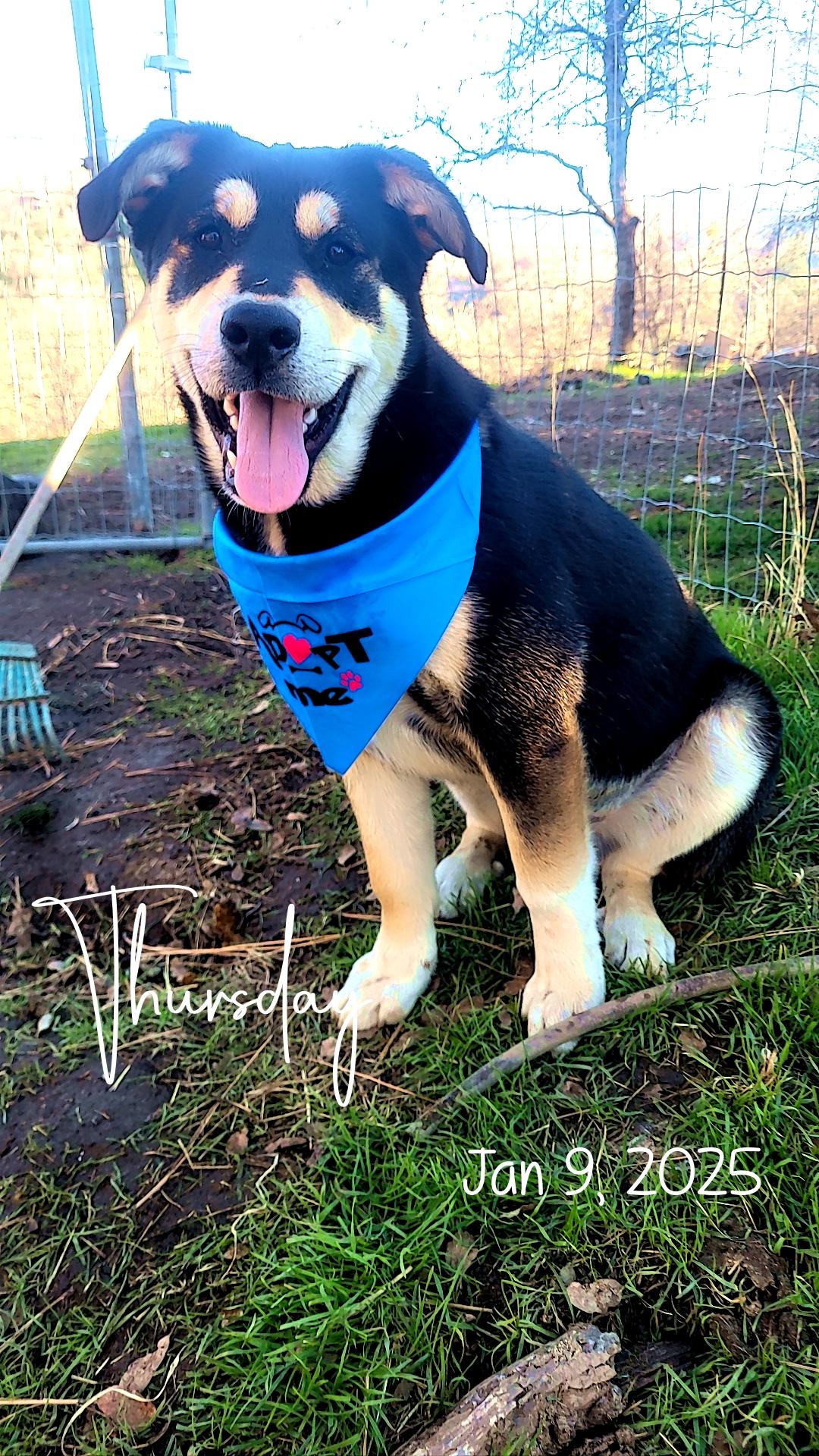 Gunny, a Adoptable Mixed Breed in California Hot Springs, CA image 1/3