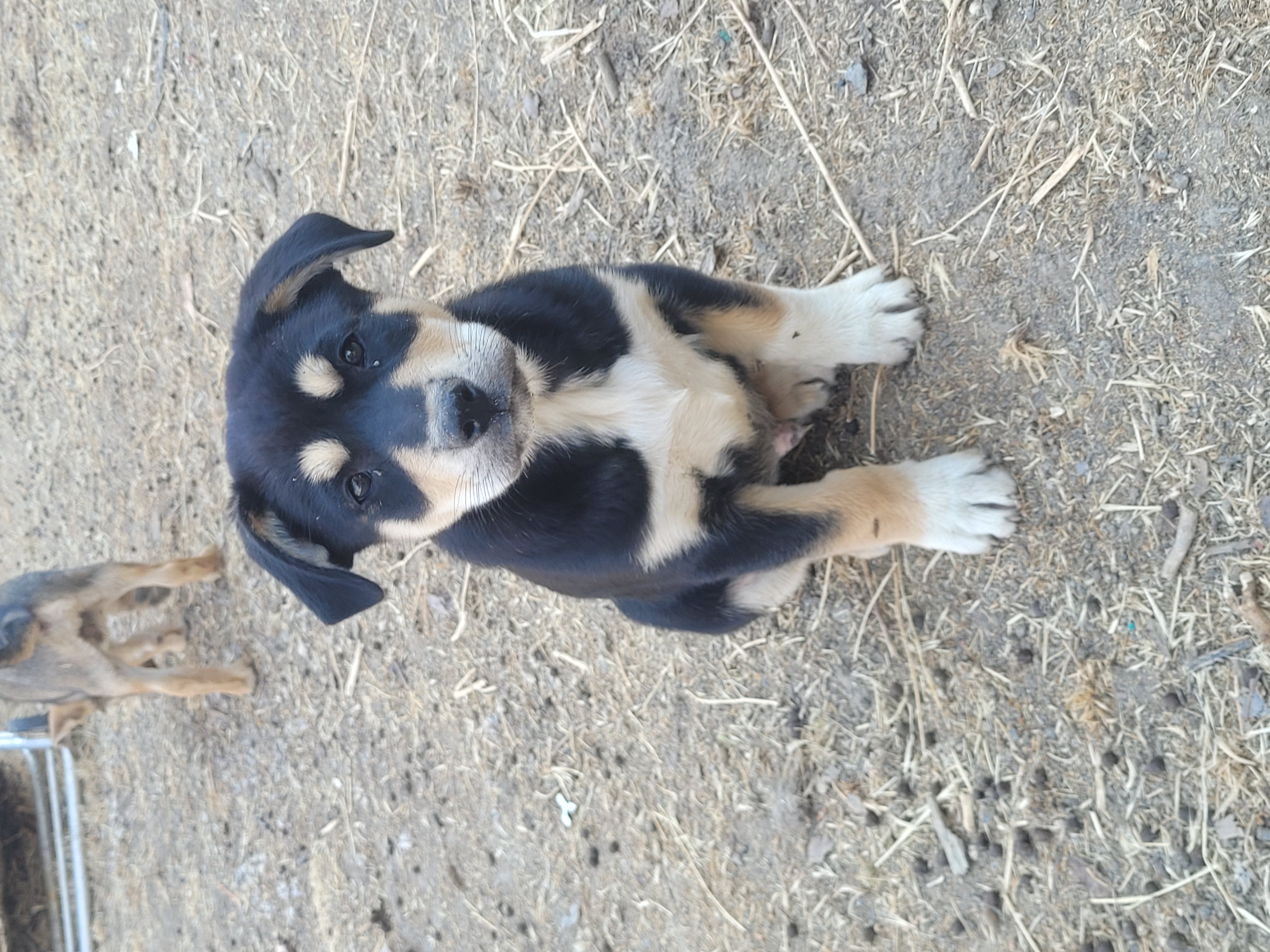 Gunny, a Adoptable Mixed Breed in California Hot Springs, CA image 3/3
