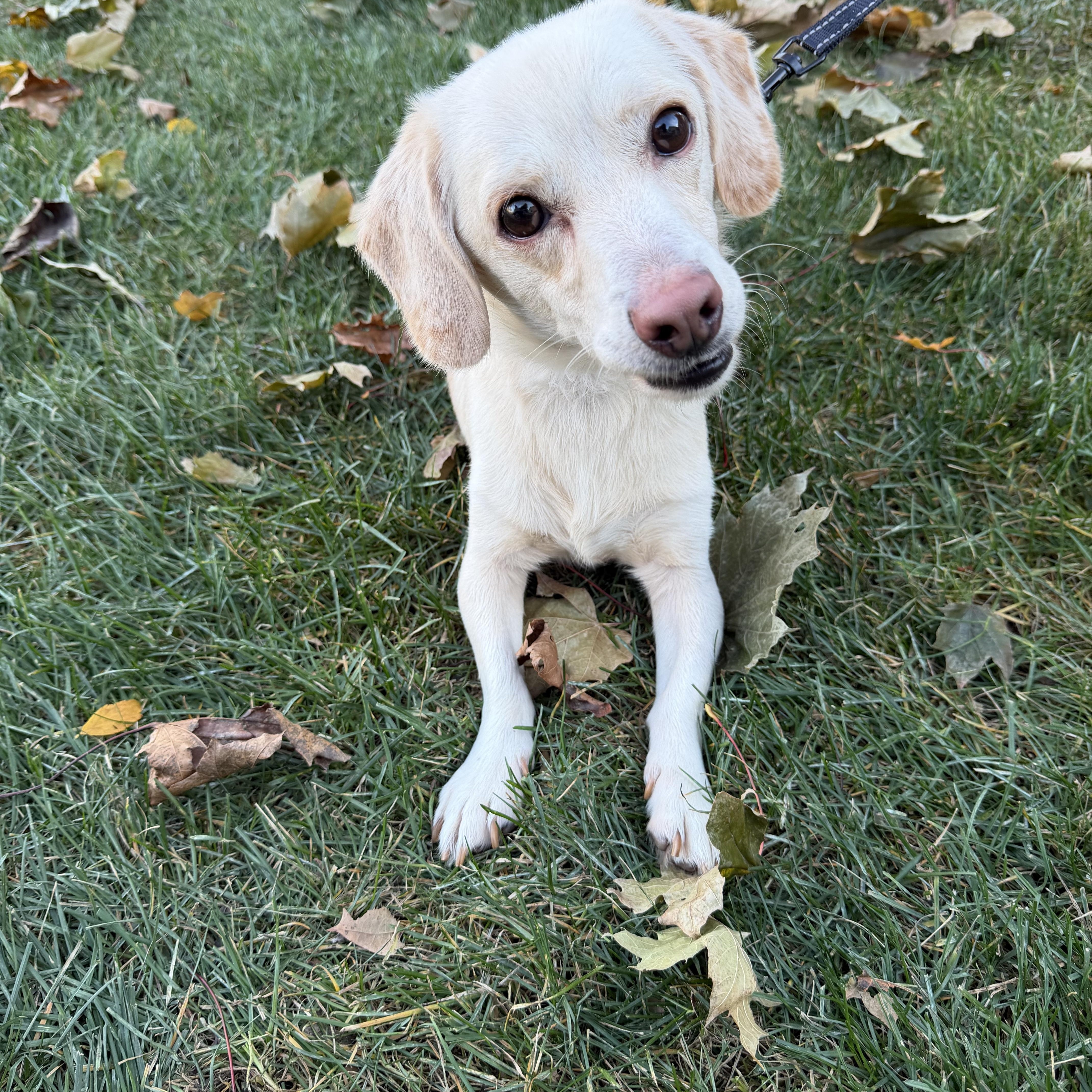 Axl, adopted, Adult Male Basset Hound & Dachshund.