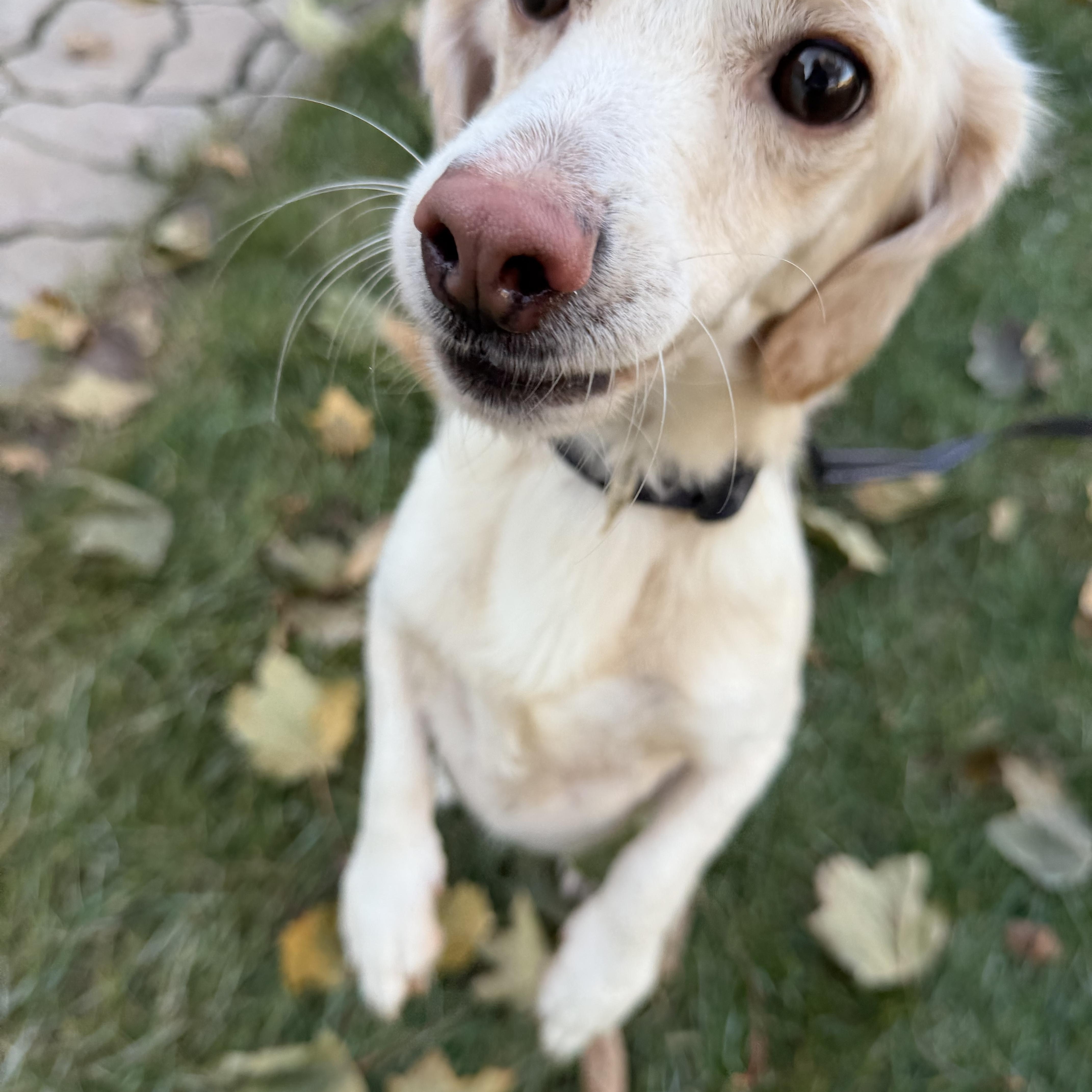 Axl, a ADOPTABLE mixed breed in Bettendorf, IA image 2/6