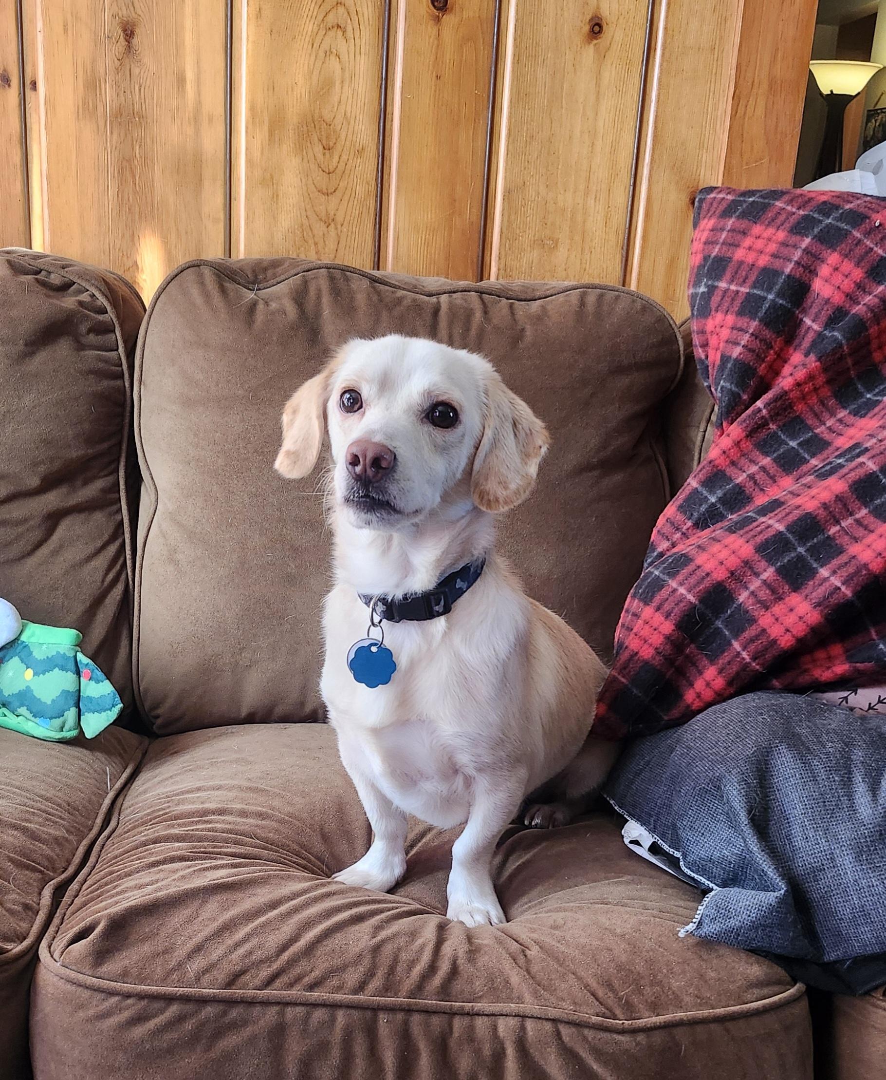 Axl, a ADOPTABLE mixed breed in Bettendorf, IA image 3/6