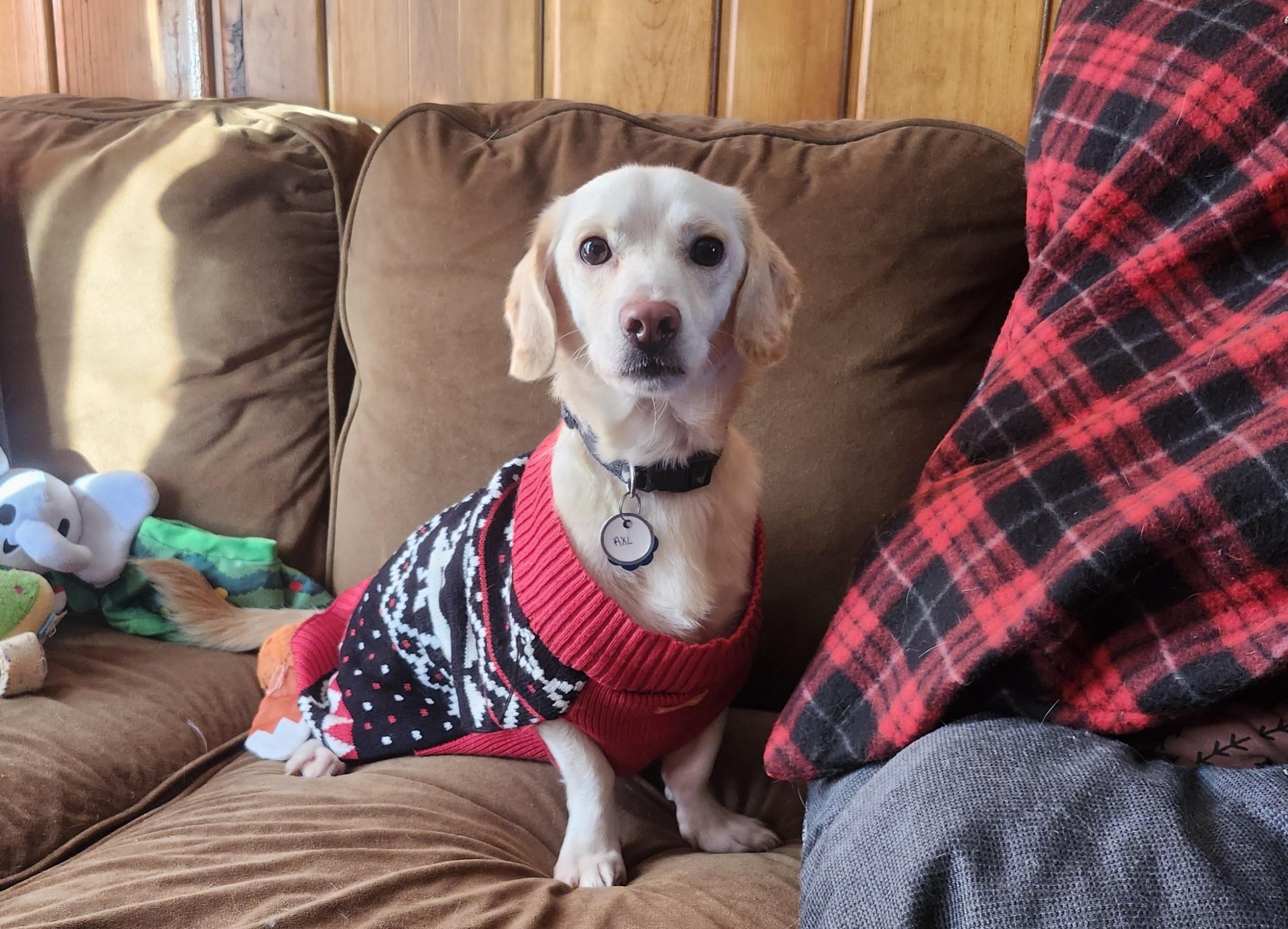 Axl, a ADOPTABLE mixed breed in Bettendorf, IA image 4/6