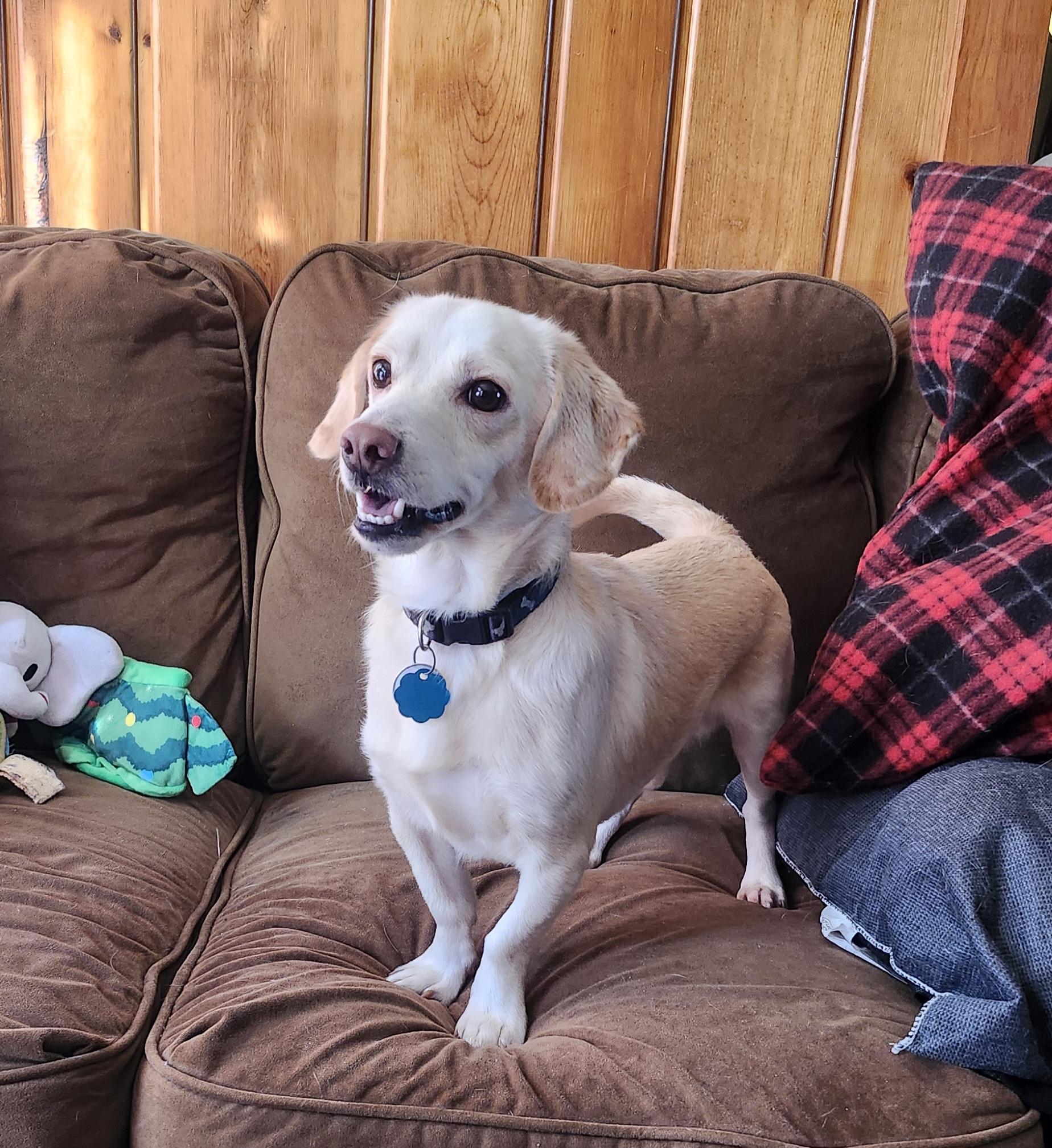 Axl, a ADOPTABLE mixed breed in Bettendorf, IA image 5/6