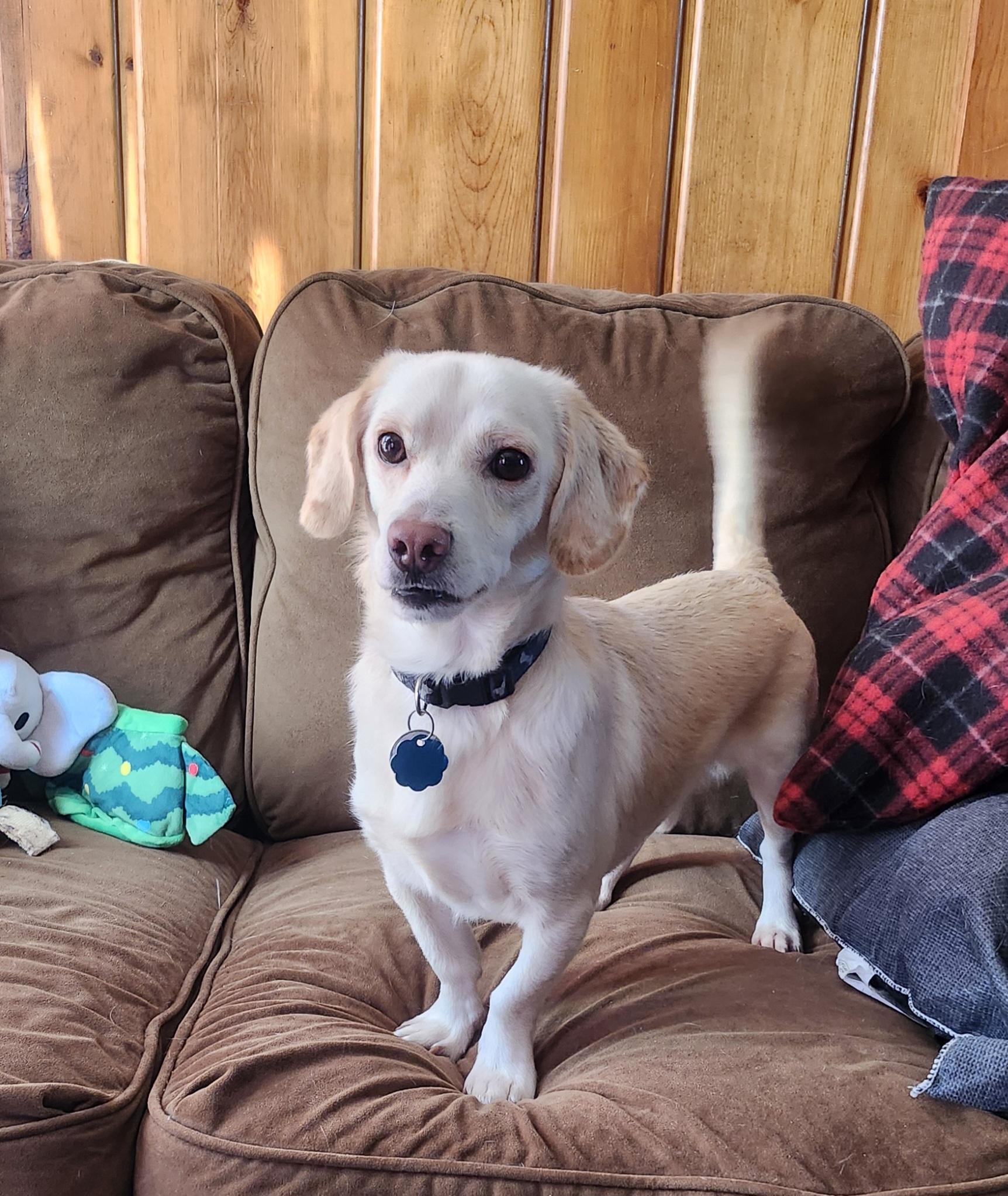 Axl, a ADOPTABLE mixed breed in Bettendorf, IA image 6/6