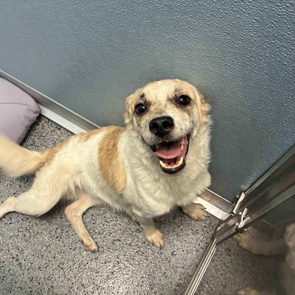 Tommy, Adoptable, Adult Male Terrier.