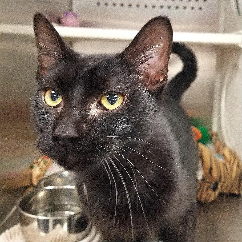 Pascal, Adoptable, Adult Male Domestic Short Hair.