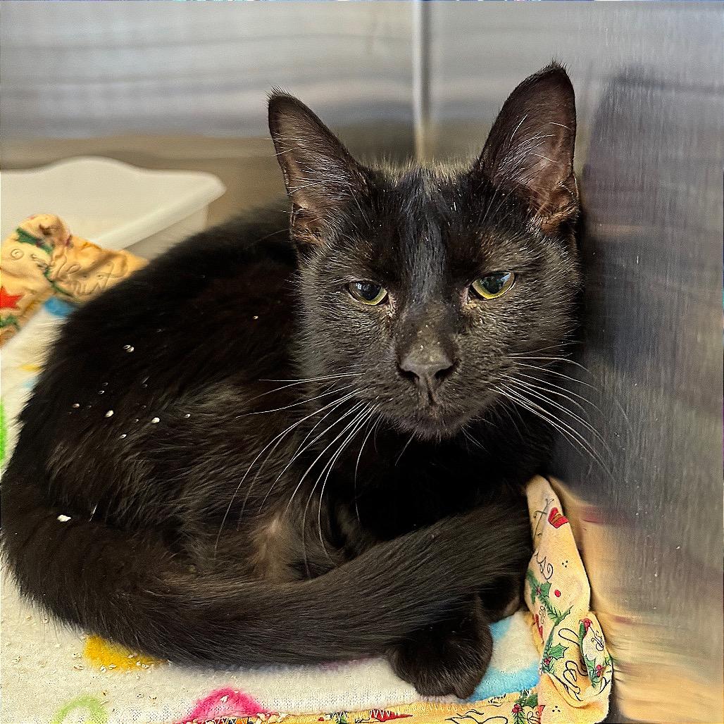 Enlarge Pascal, a Adoptable Domestic Short Hair in Hannibal, MO image 2/4