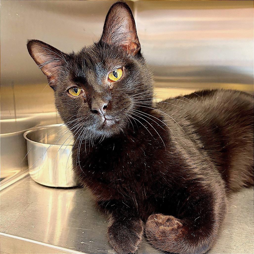 Pascal, a Adoptable Domestic Short Hair in Hannibal, MO image 3/5