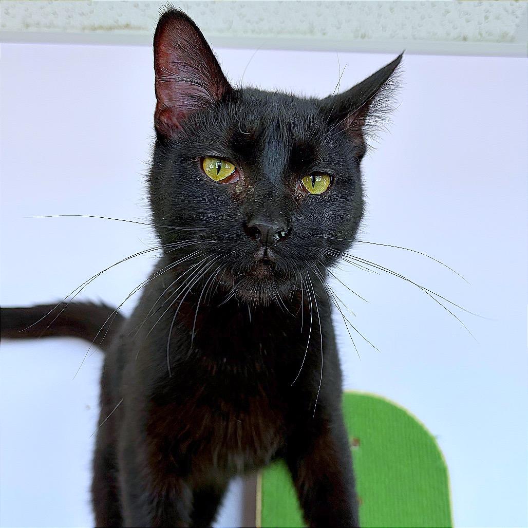 Pascal, a Adoptable Domestic Short Hair in Hannibal, MO image 4/6