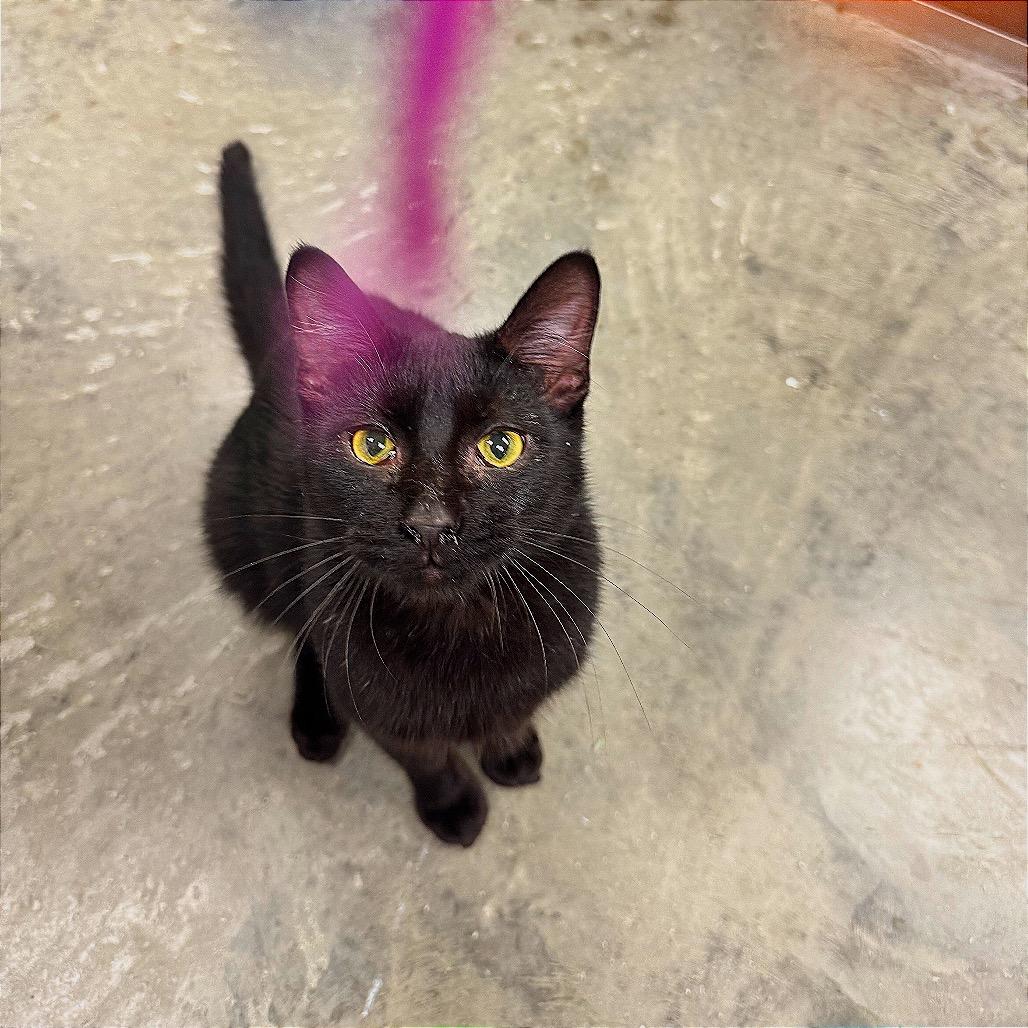 Enlarge Pascal, a Adoptable Domestic Short Hair in Hannibal, MO image 4/4