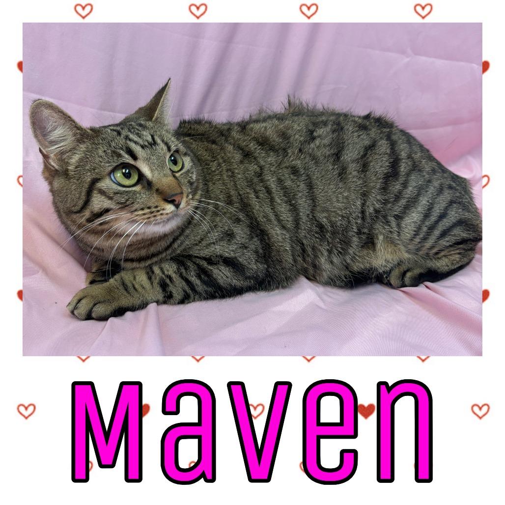 Maven, Adoptable, Young Female Domestic Short Hair.