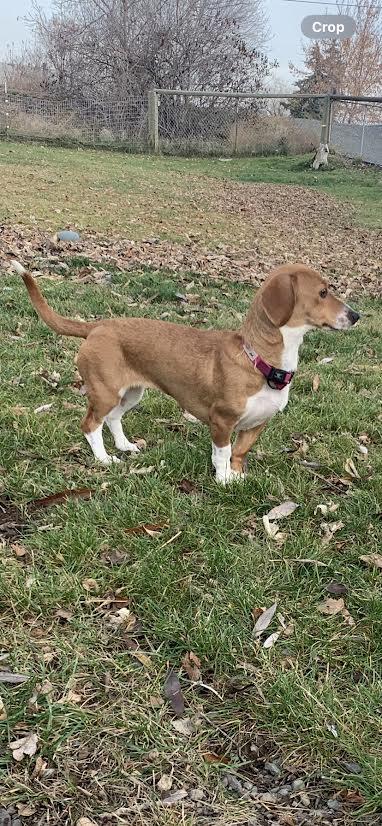 Enlarge Daisy, an adopted mixed breed in Walla Walla, WA image 4/5
