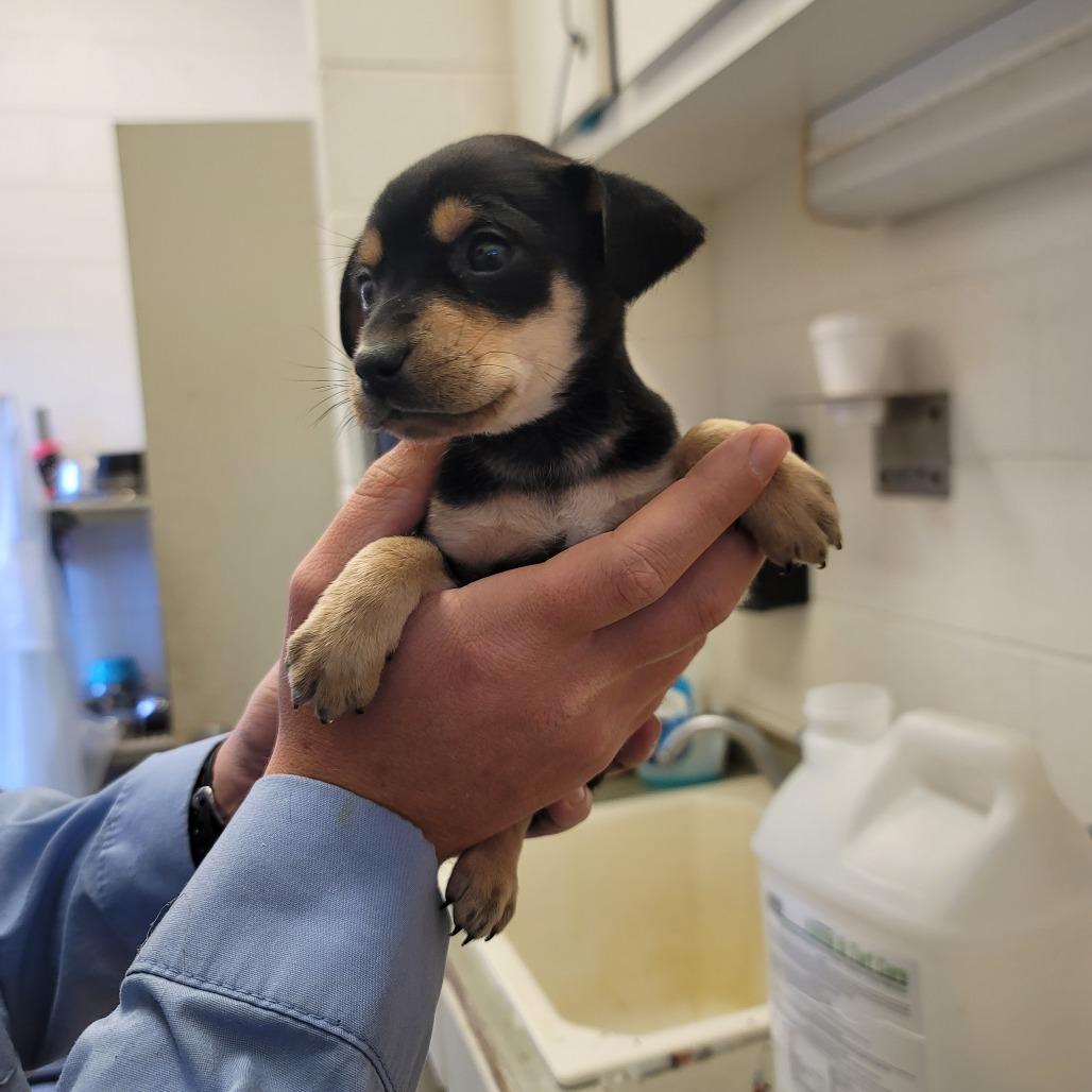 Enlarge Lainey, a ADOPTABLE Mixed Breed in Wando, SC image 1/1