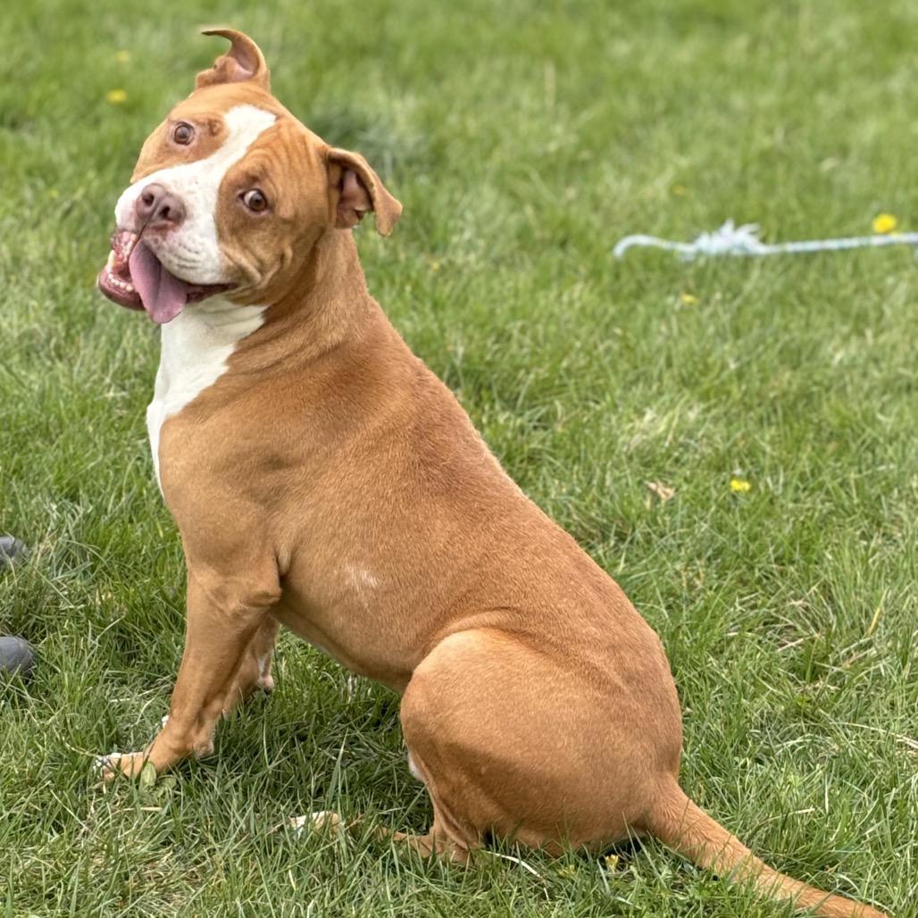Spike, Adoptable, Adult Male Pit Bull Terrier.