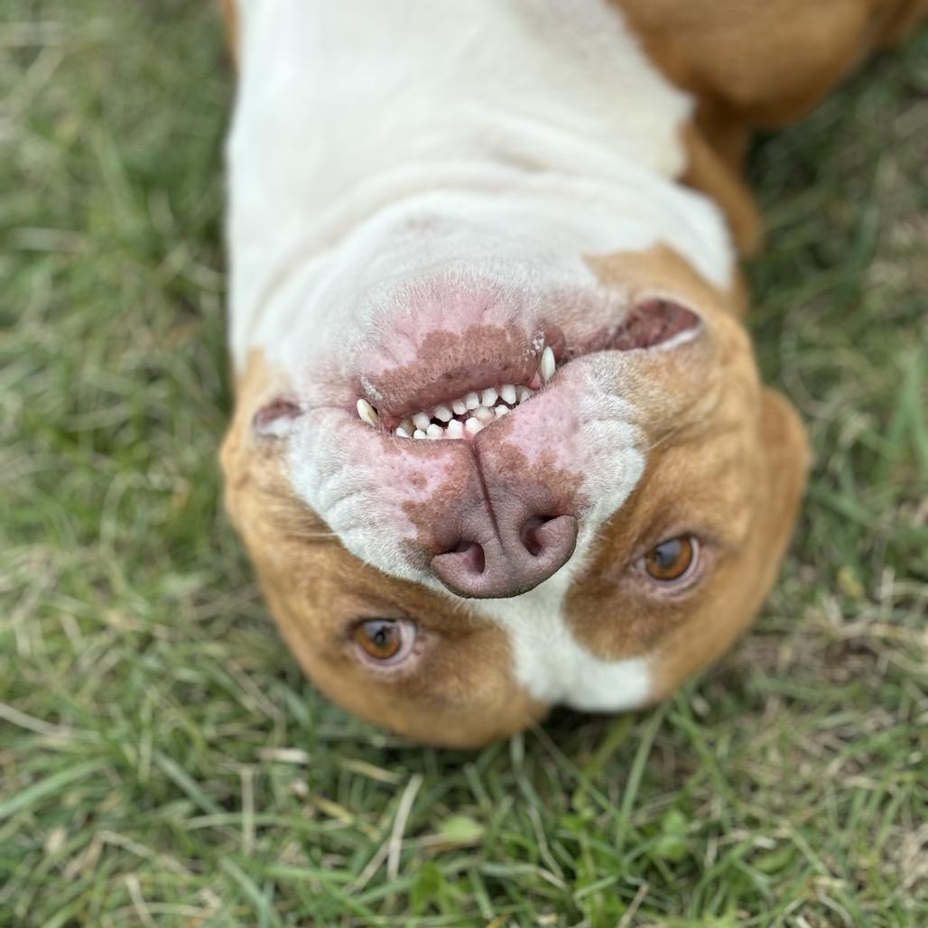 Enlarge Spike, a Adoptable Pit Bull Terrier in Marshalltown, IA image 2/6