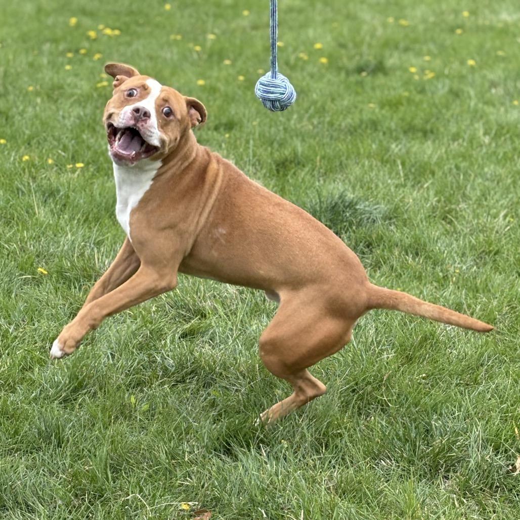 Enlarge Spike, a Adoptable Pit Bull Terrier in Marshalltown, IA image 3/6