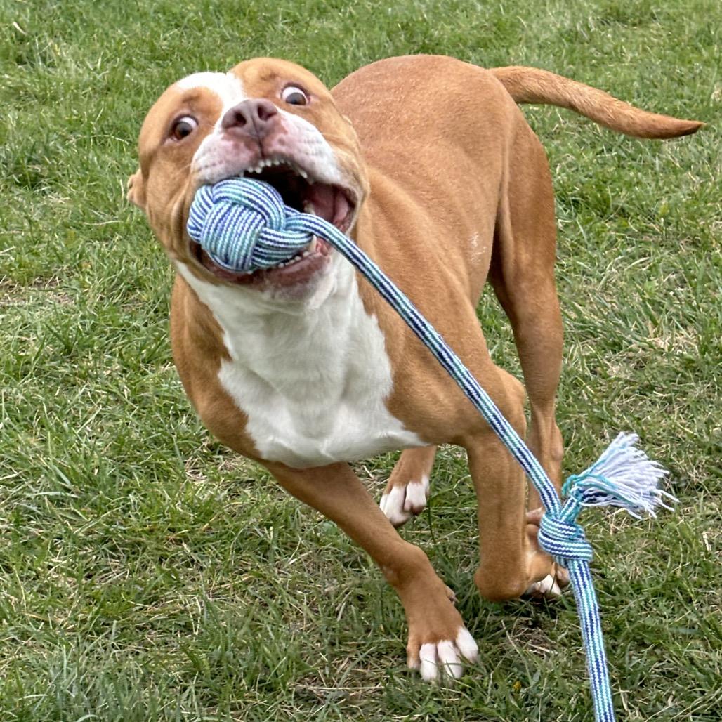 Enlarge Spike, a Adoptable Pit Bull Terrier in Marshalltown, IA image 4/6