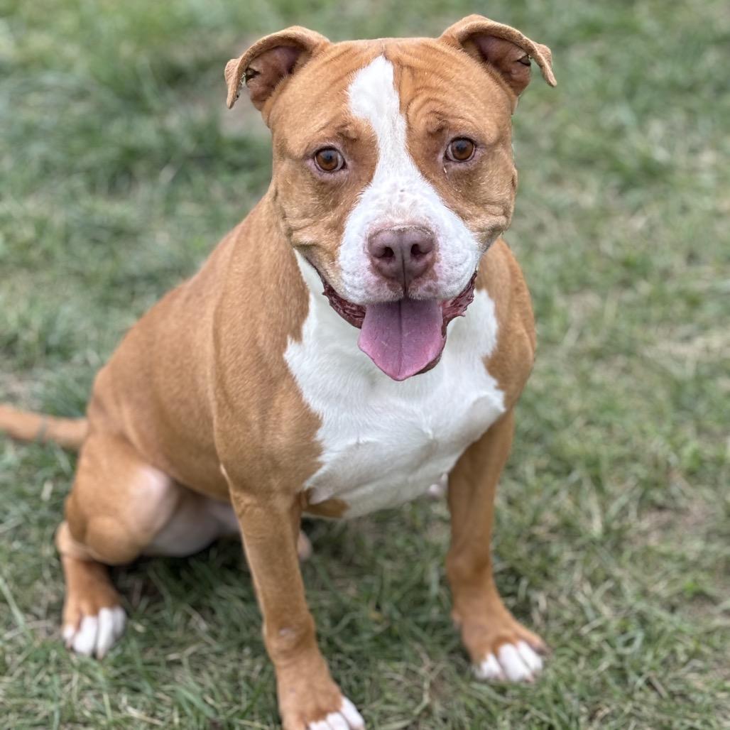 Enlarge Spike, a Adoptable Pit Bull Terrier in Marshalltown, IA image 5/6