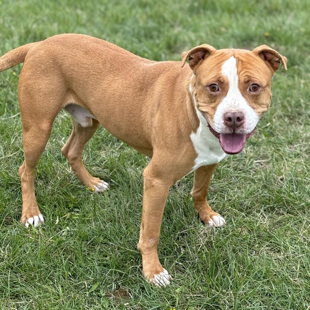 Enlarge Spike, a Adoptable Pit Bull Terrier in Marshalltown, IA image 6/6