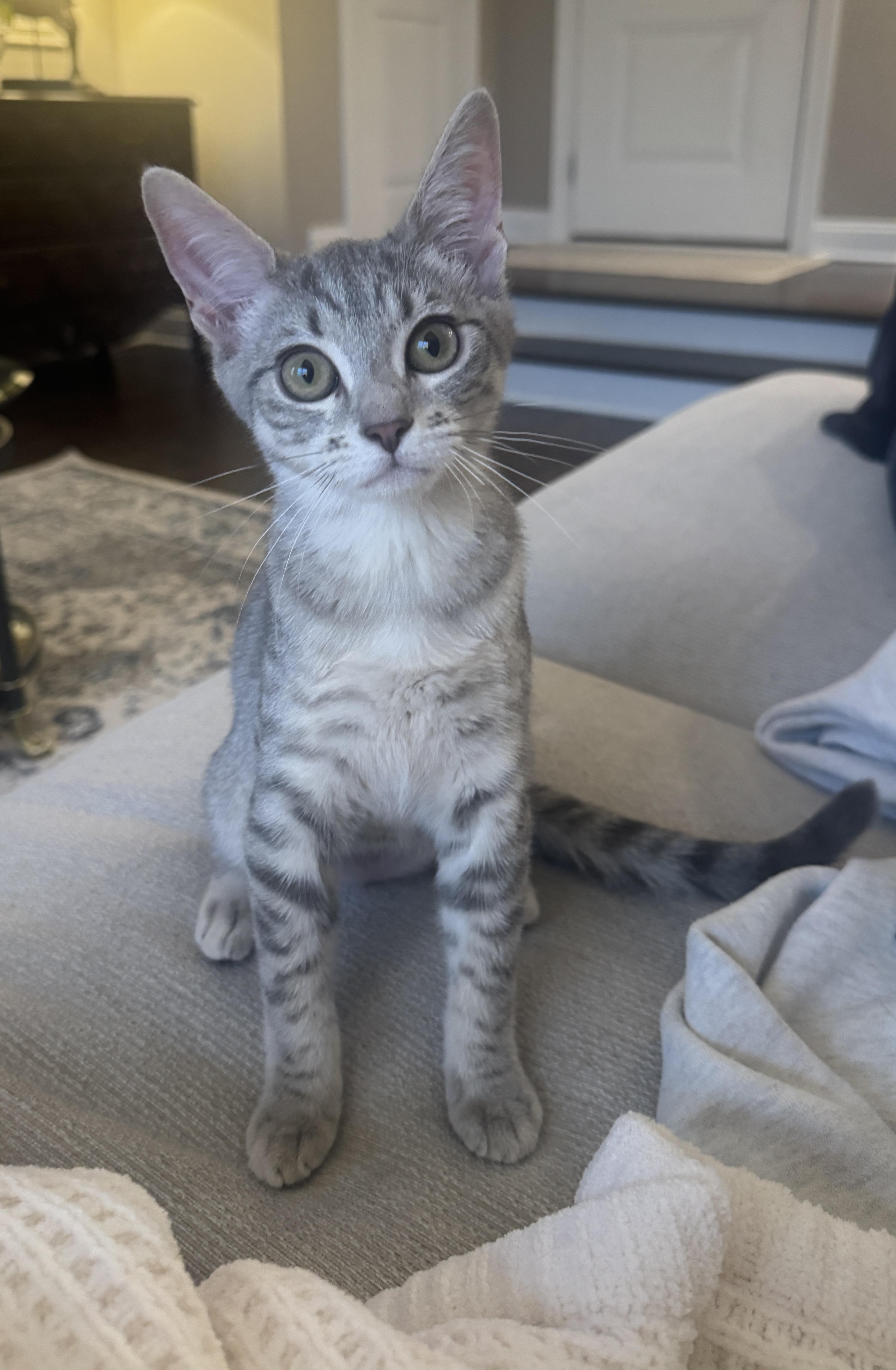 WILLOW, ADOPTABLE, Young Female Domestic Short Hair.