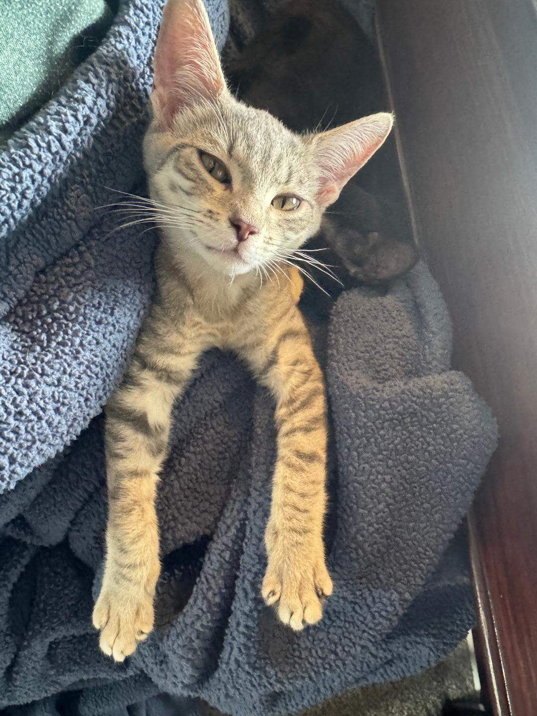 WILLOW, a ADOPTABLE Domestic Short Hair in Chicago, IL image 3/3