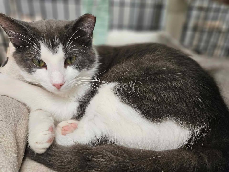 Peanut, an adoptable Domestic Short Hair in Mount Pleasant, IA, 52641 | Photo Image 5