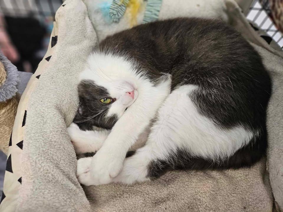 Peanut, an adoptable Domestic Short Hair in Mount Pleasant, IA, 52641 | Photo Image 6