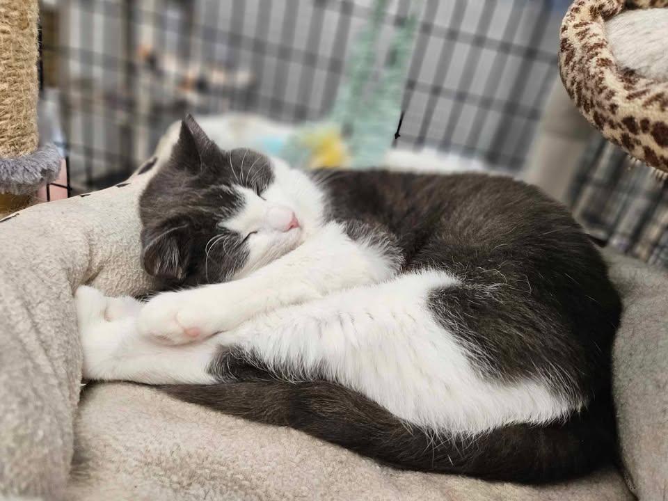 Peanut, an adoptable Domestic Short Hair in Mount Pleasant, IA, 52641 | Photo Image 2