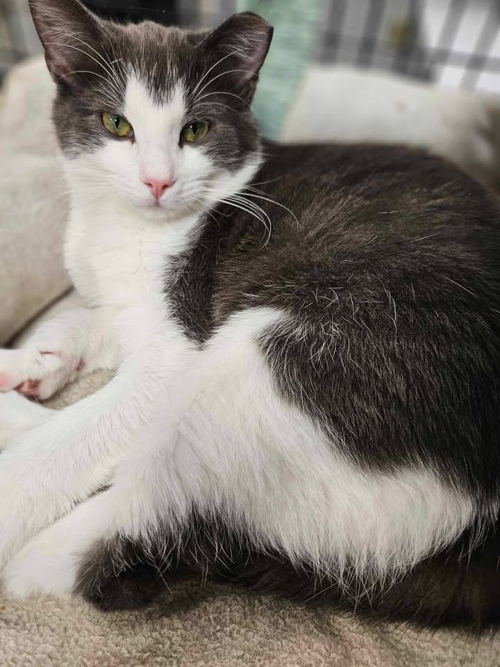 Peanut, an adoptable Domestic Short Hair in Mount Pleasant, IA, 52641 | Photo Image 3