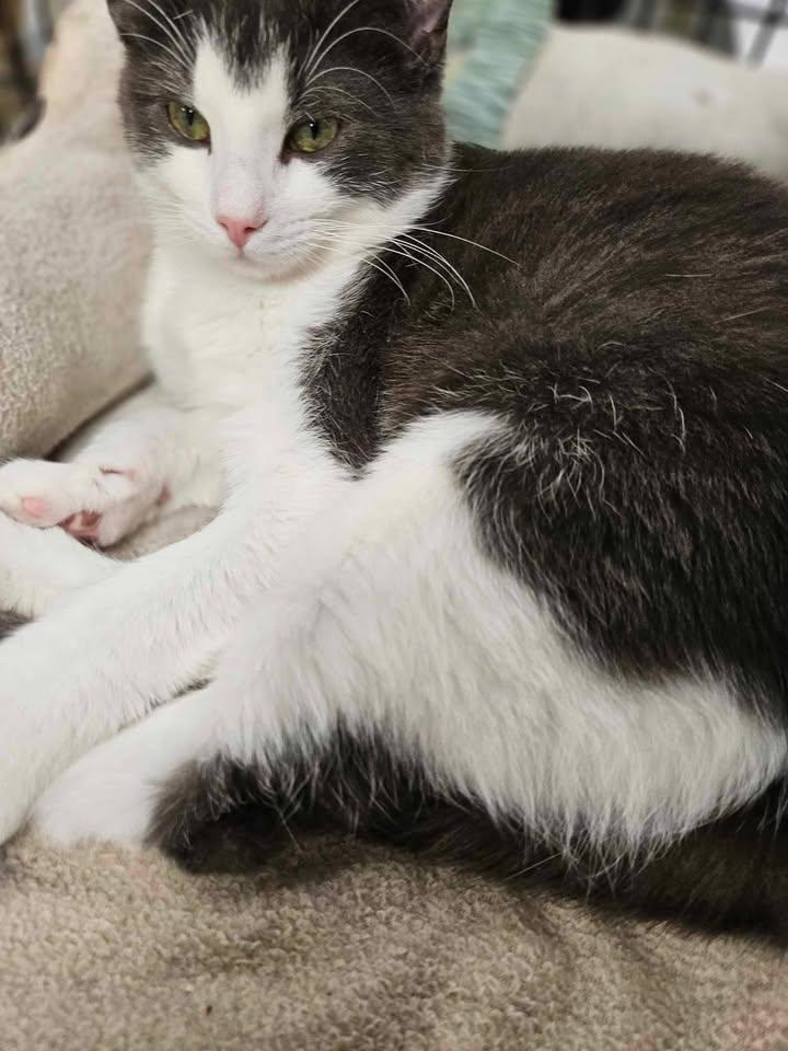 Peanut, an adoptable Domestic Short Hair in Mount Pleasant, IA, 52641 | Photo Image 4