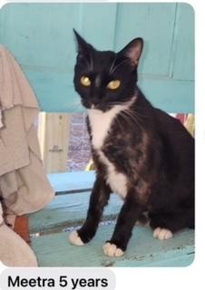 Meetra, Adoptable, Adult Female Domestic Short Hair.