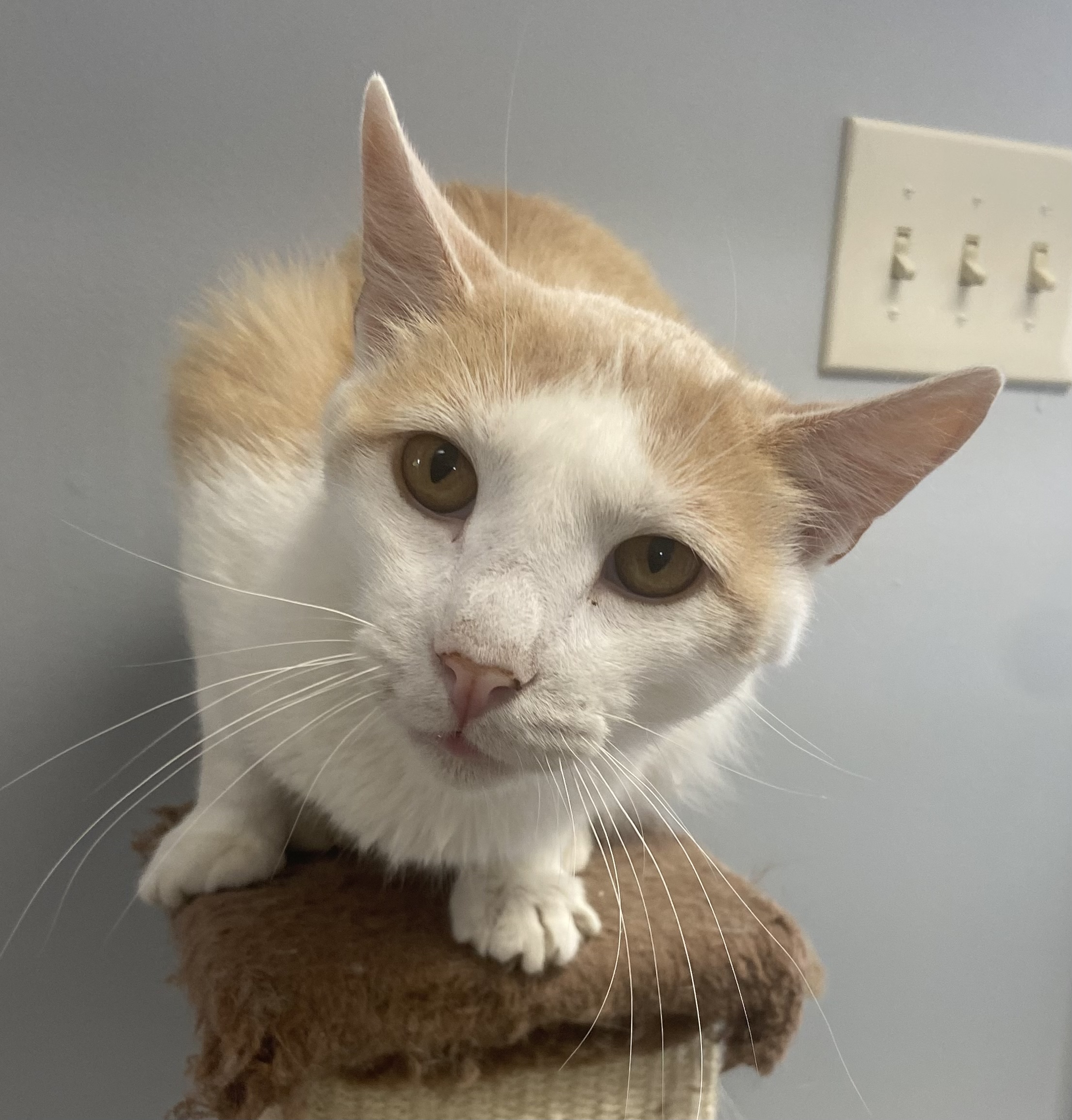 Yoplait, Adoptable, Adult Male Domestic Short Hair.
