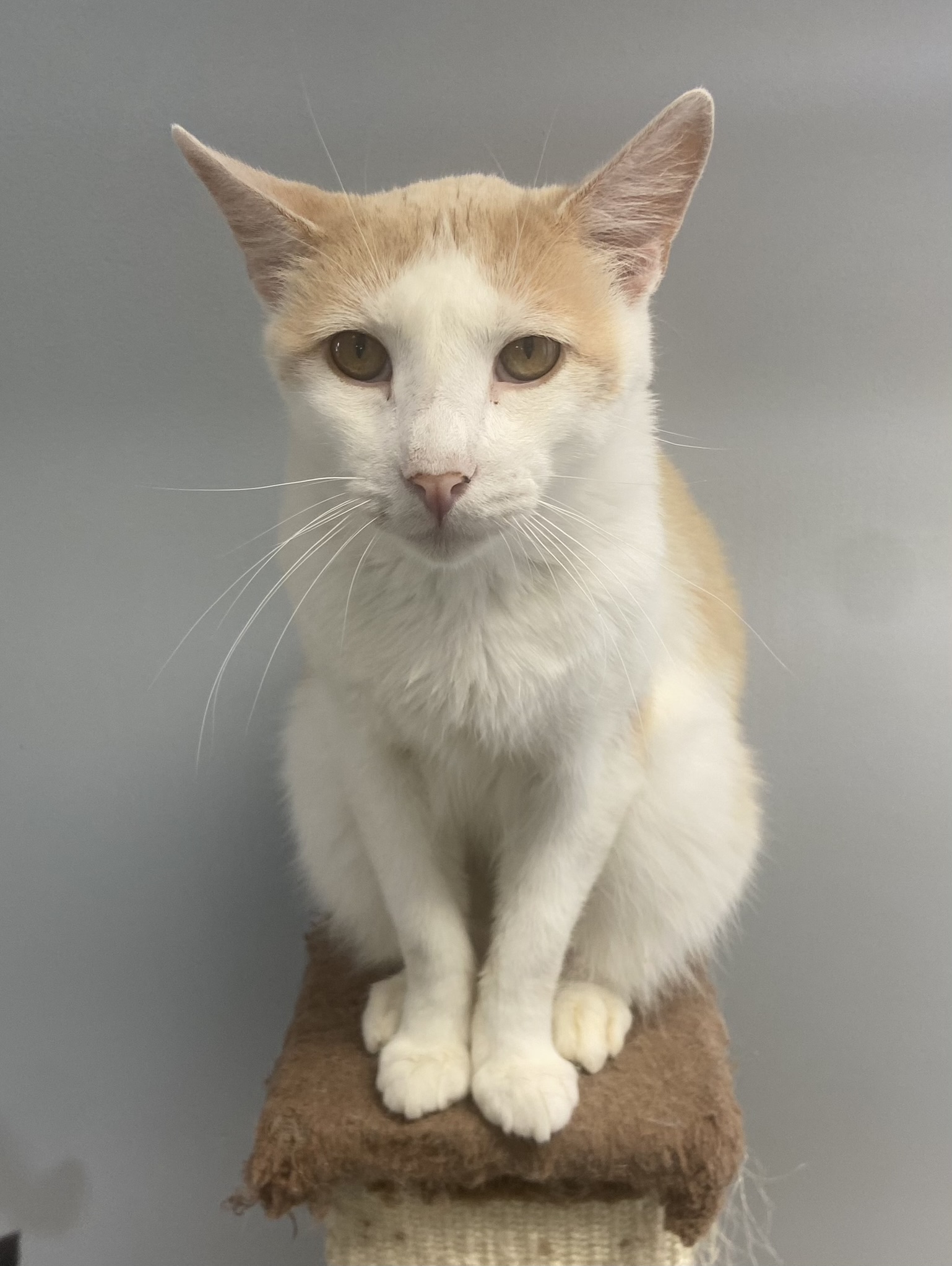 Enlarge Yoplait, a Adoptable Domestic Short Hair in Breinigsville, PA image 3/3