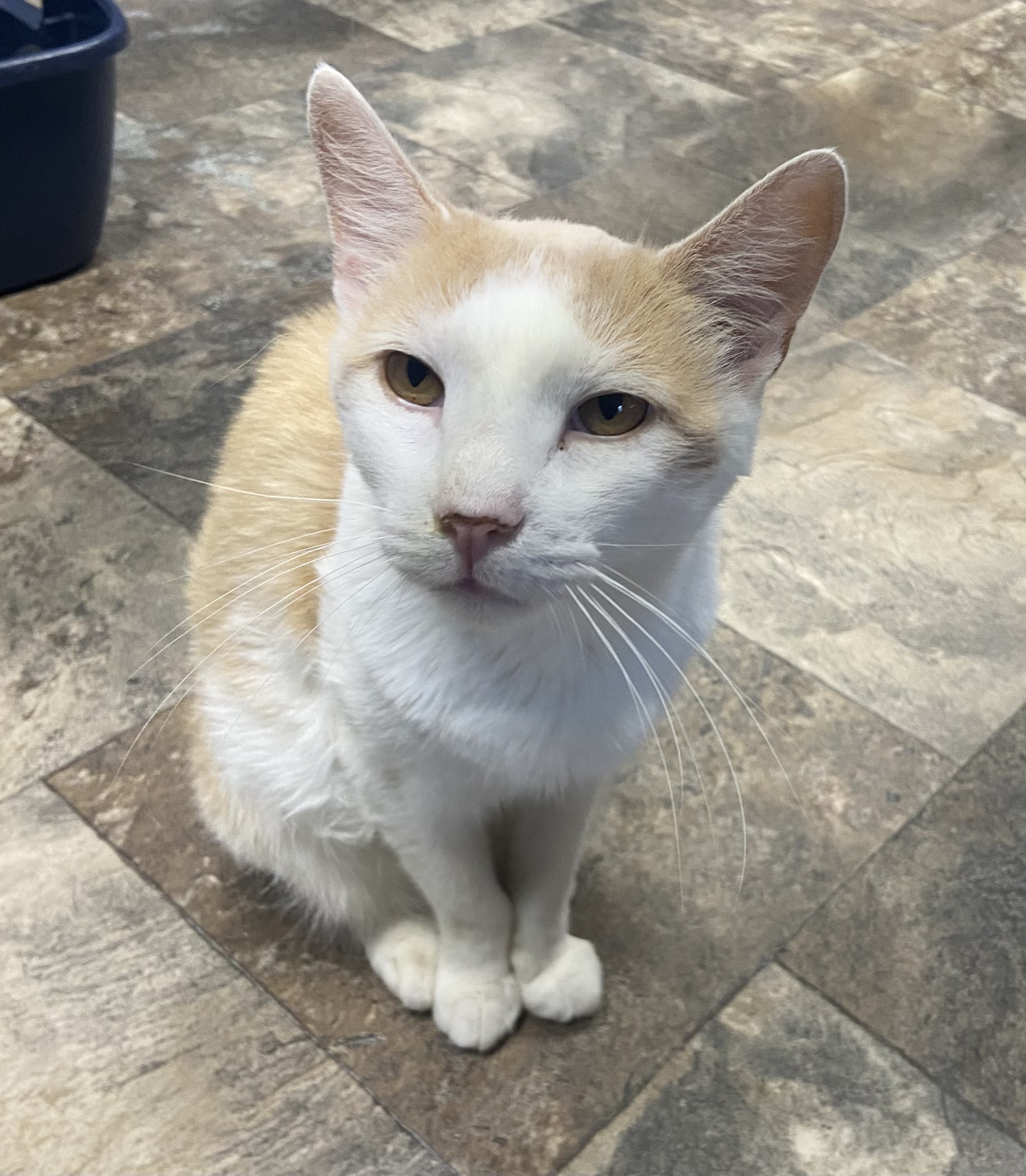 Enlarge Yoplait, a Adoptable Domestic Short Hair in Breinigsville, PA image 2/3