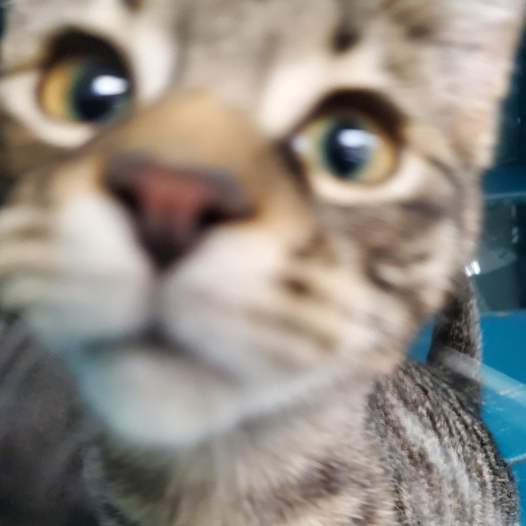 Enlarge Zephyr, a Adoptable Domestic Short Hair in PITTSBURGH, PA image 1/6