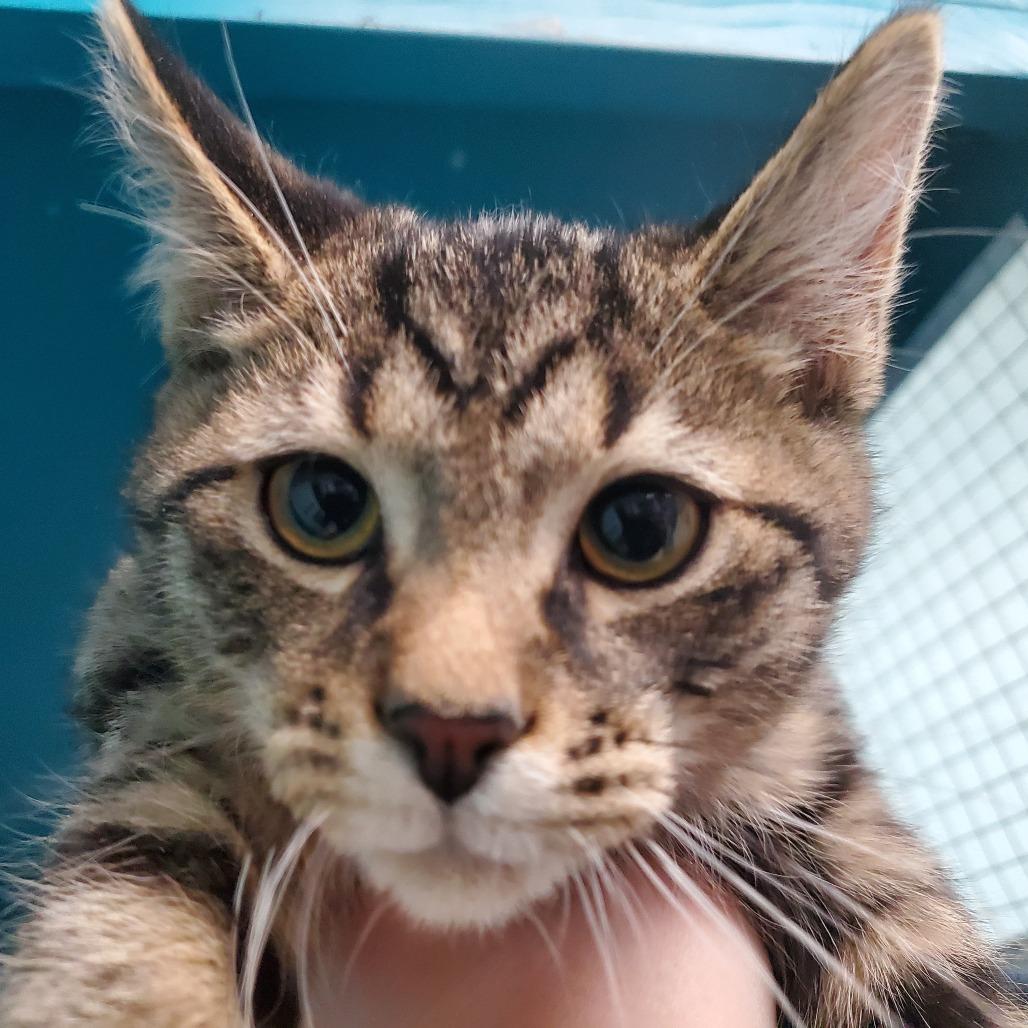 Enlarge Zephyr, a Adoptable Domestic Short Hair in PITTSBURGH, PA image 2/6