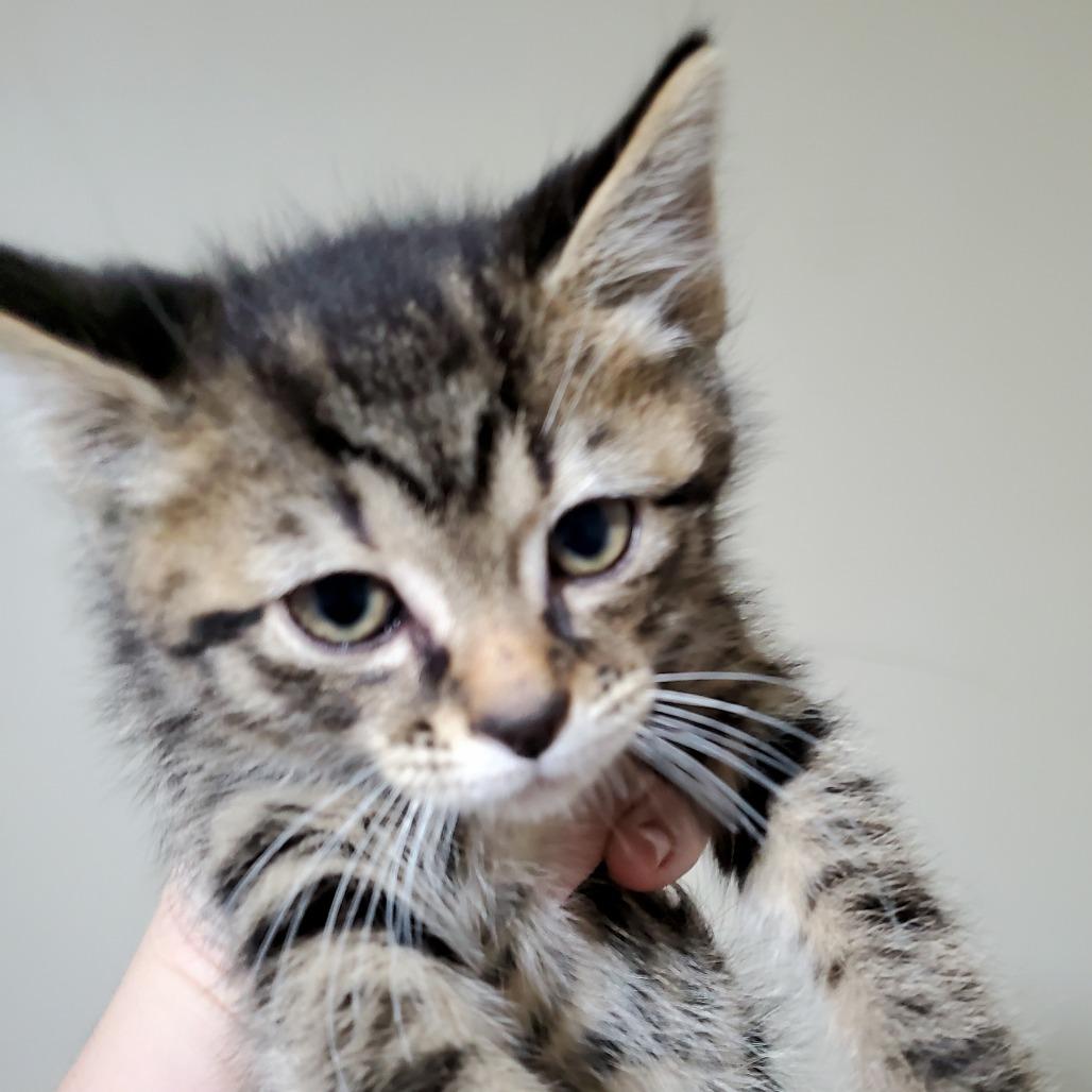 Enlarge Zephyr, a Adoptable Domestic Short Hair in PITTSBURGH, PA image 3/6