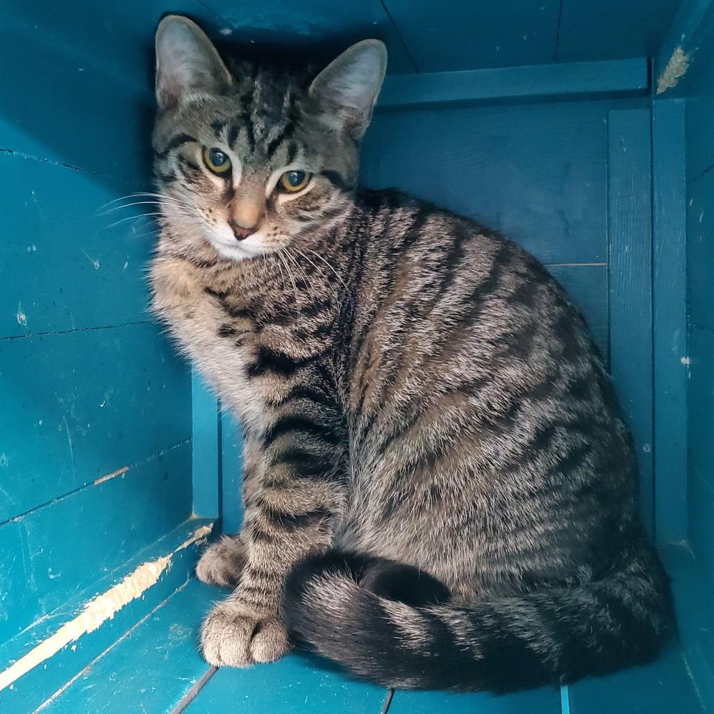 Enlarge Zephyr, a Adoptable Domestic Short Hair in PITTSBURGH, PA image 4/6