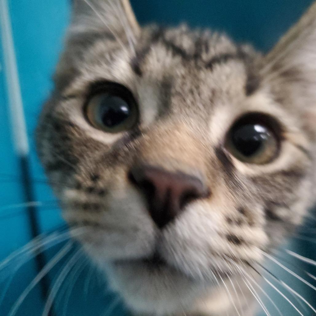 Enlarge Zephyr, a Adoptable Domestic Short Hair in PITTSBURGH, PA image 5/6