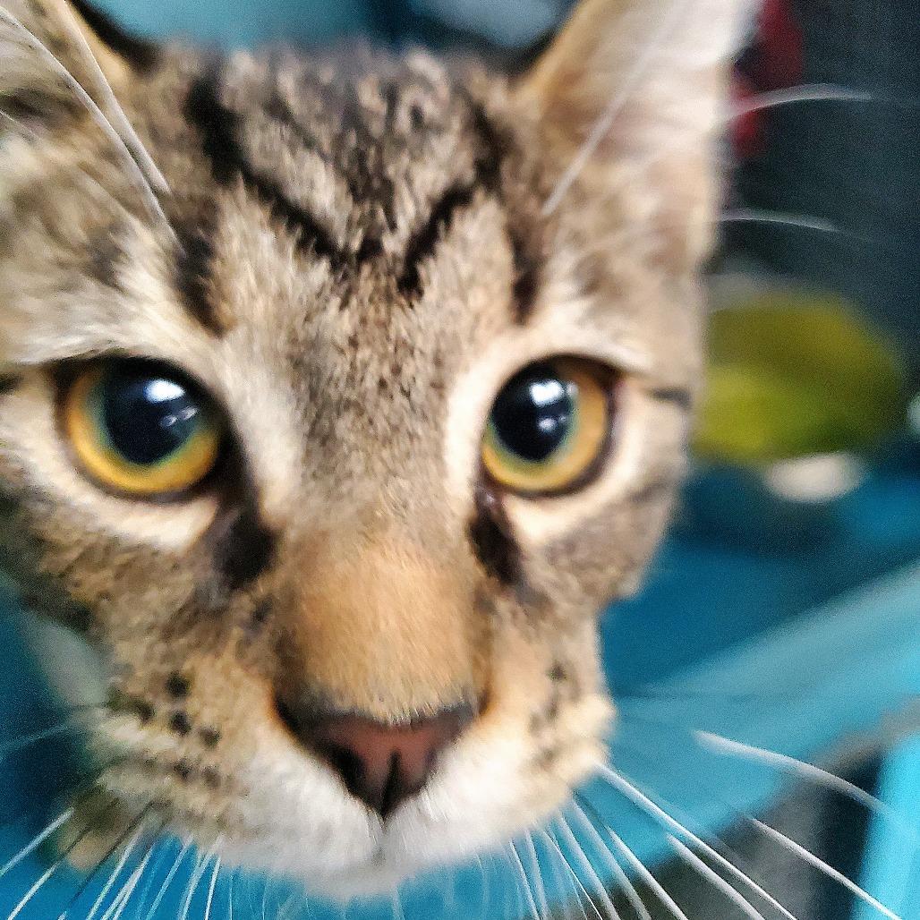 Enlarge Zephyr, a Adoptable Domestic Short Hair in PITTSBURGH, PA image 6/6