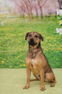 Chubbs, Adoptable, Young Male Terrier.