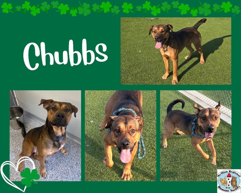 Enlarge Chubbs, a Adoptable mixed breed in Athens, TN image 2/4