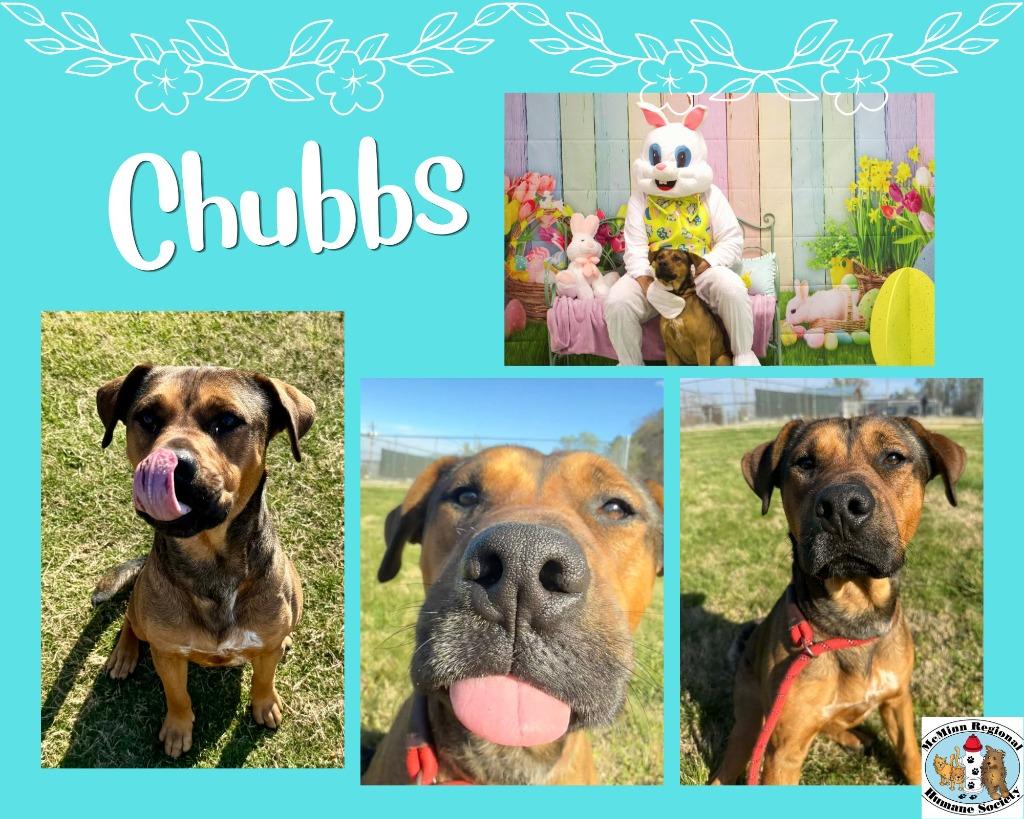 Enlarge Chubbs, a Adoptable mixed breed in Athens, TN image 3/5