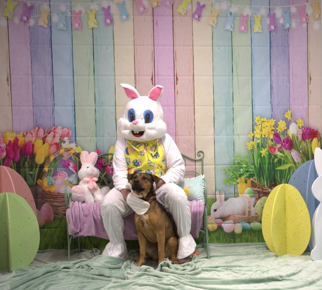 Enlarge Chubbs, a Adoptable mixed breed in Athens, TN image 3/4