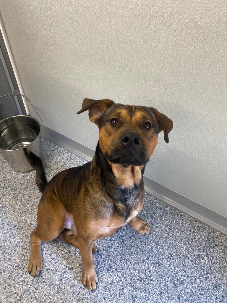 Chubbs, Adoptable, Adult Male Terrier.