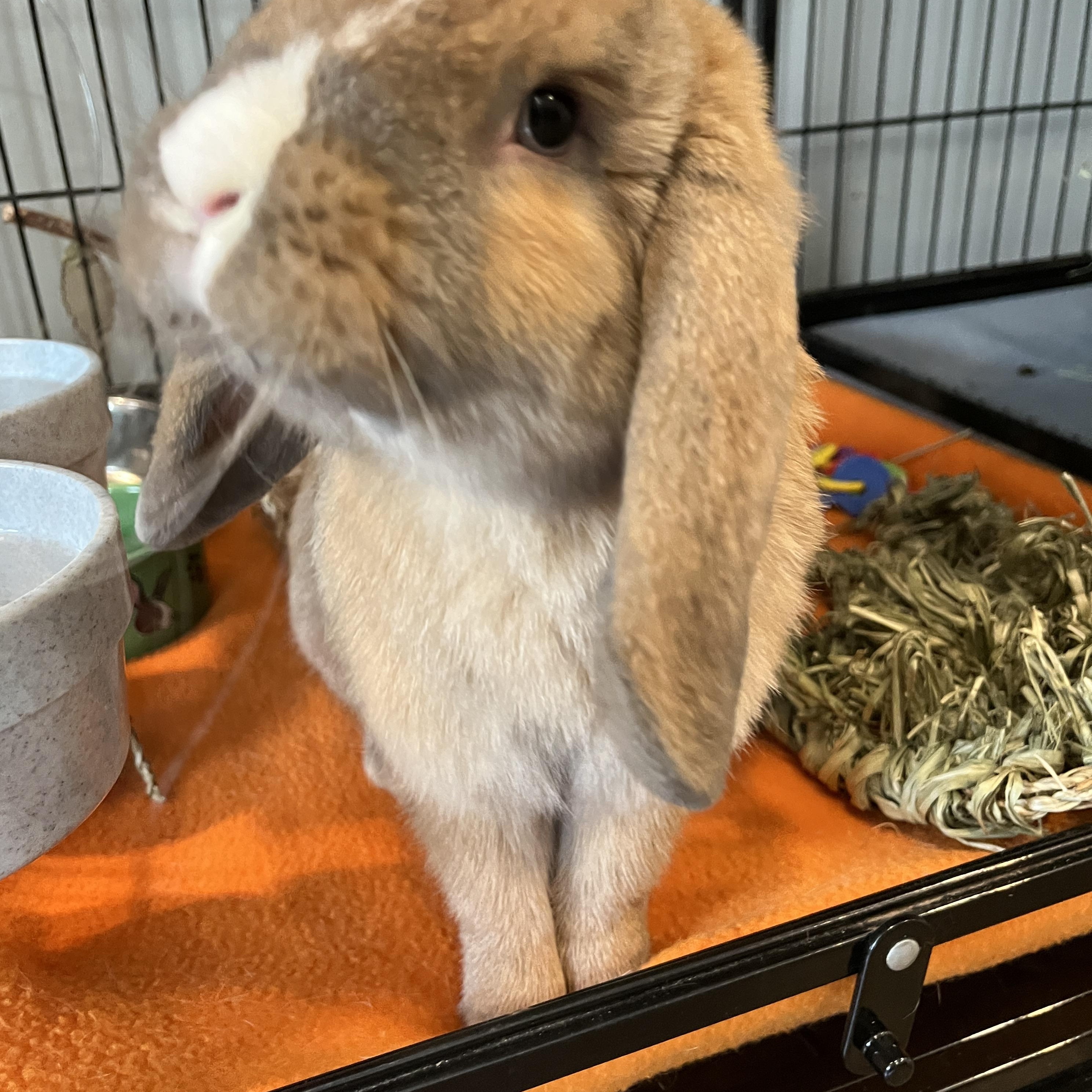 Enlarge Milo, a Adopted Mini Lop in Philadelphia, PA image 1/2