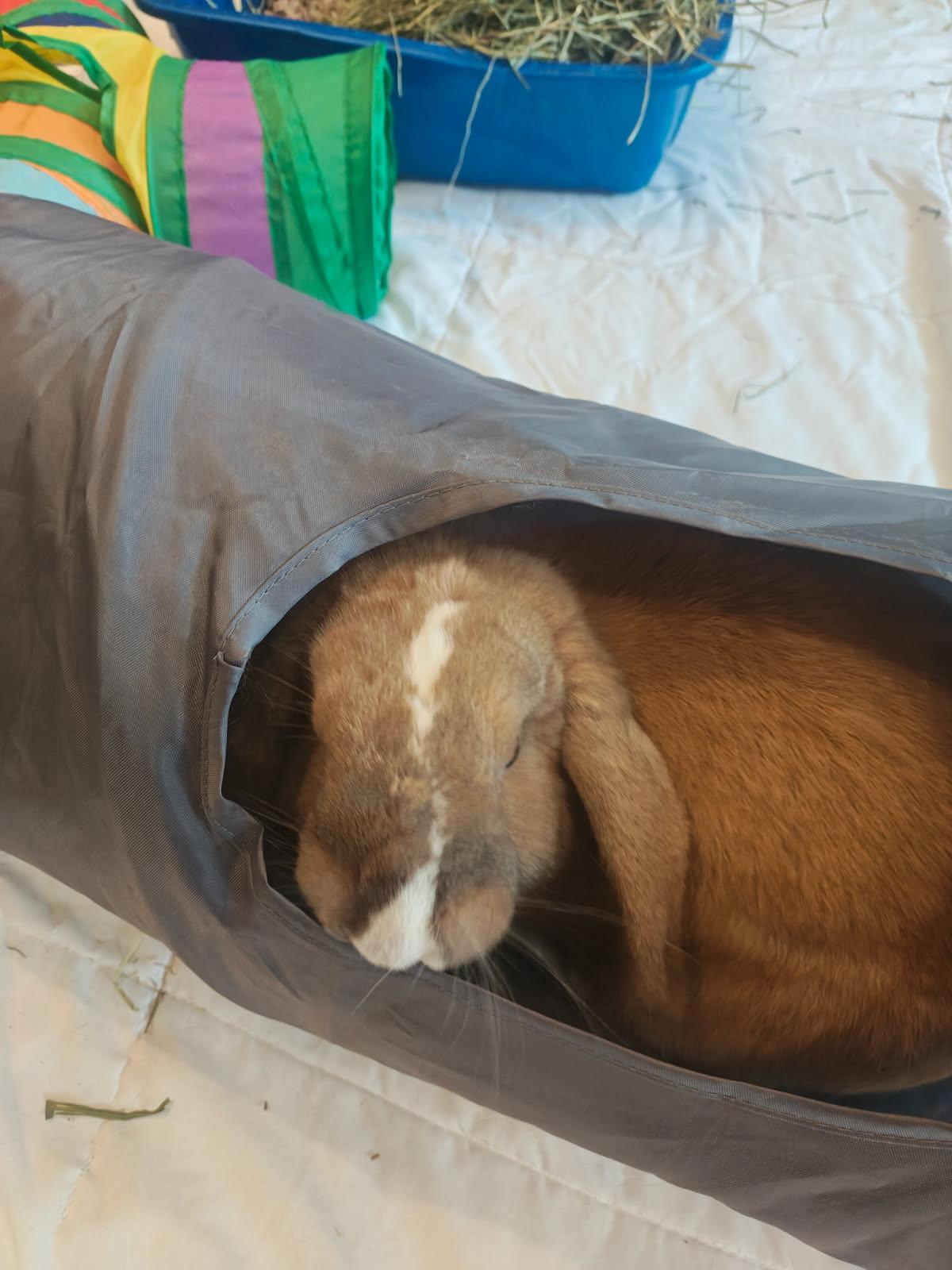 Enlarge Milo, a Adopted Mini Lop in Philadelphia, PA image 2/2