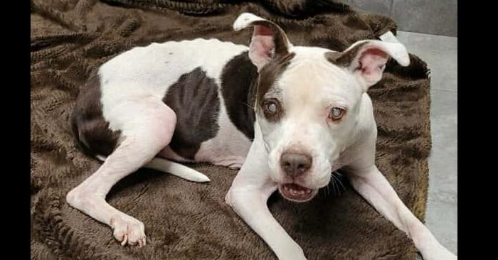 Enlarge Marge (TX), a Adoptable Boxer in New York, NY image 1/3