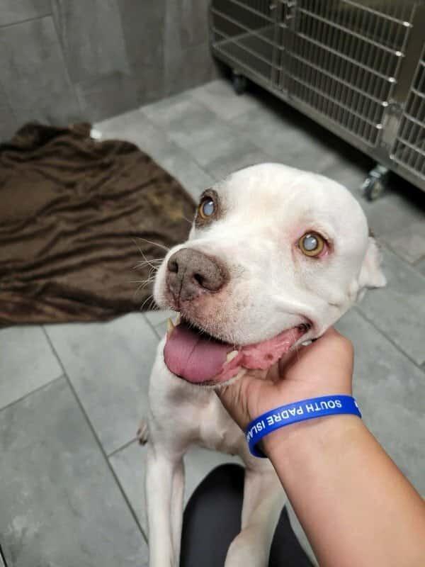 Enlarge Marge (TX), a Adoptable Boxer in New York, NY image 2/3