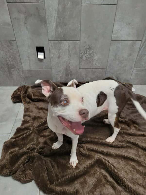 Enlarge Marge (TX), a Adoptable Boxer in New York, NY image 3/3
